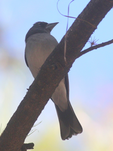 Pinzón azul de Gran Canaria (Fringilla polatzeki)