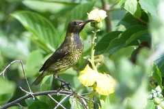 Chalcomitra senegalensis