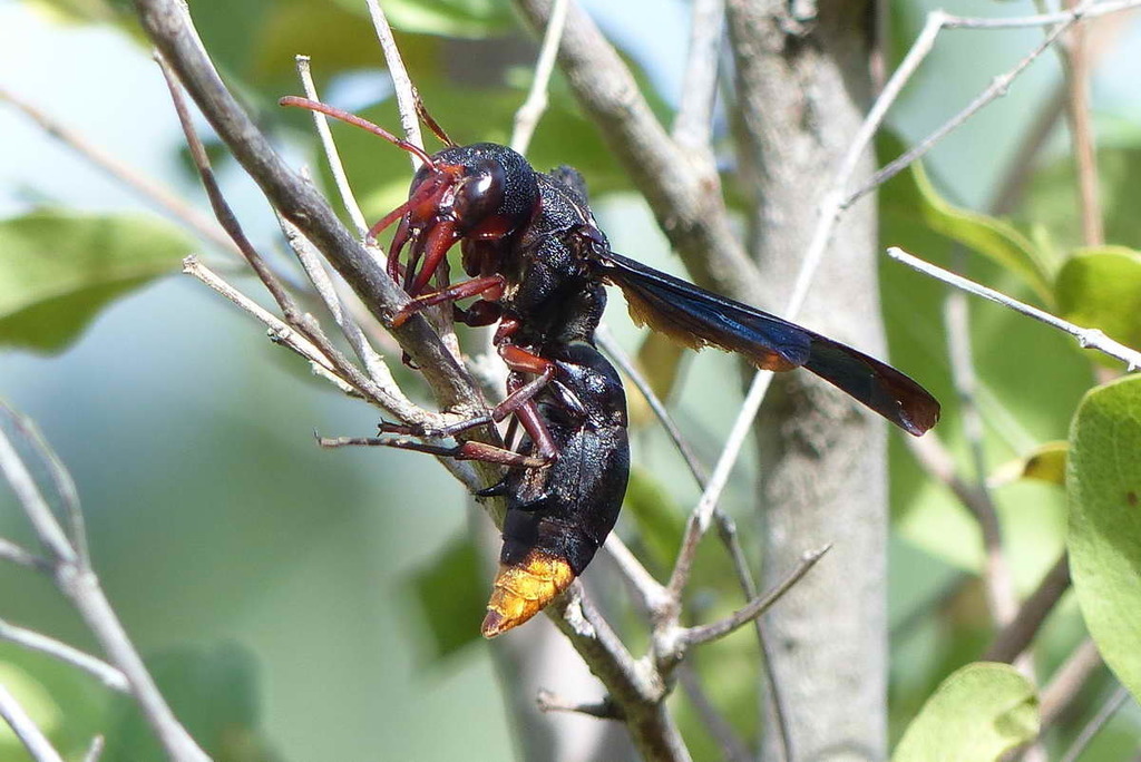 Synagris spiniventris