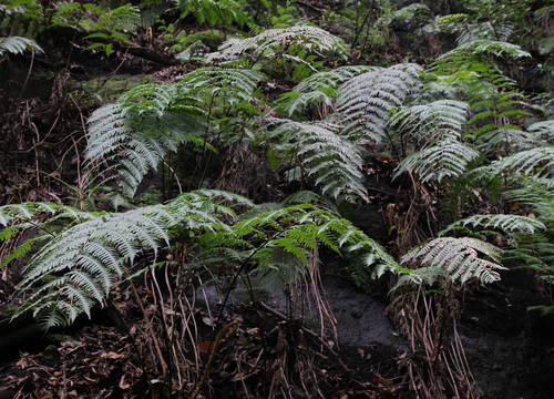 European chain fern