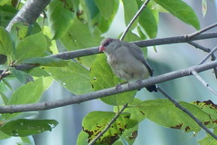 Estrilda troglodytes