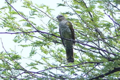 Campephaga phoenicea