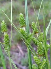 Carex complanata