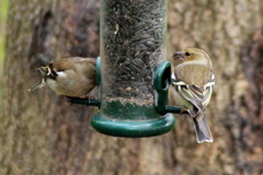 Fringilla coelebs