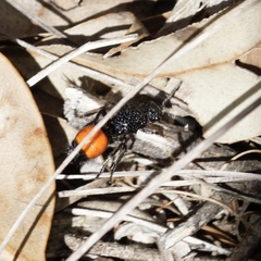 Ephutomorpha distinguenda