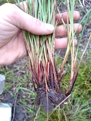 Carex complanata