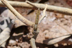 Brachythemis lacustris