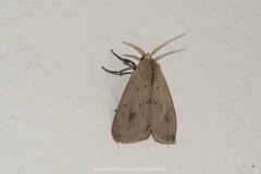 Spilosoma strigatula