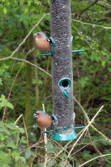 Fringilla coelebs