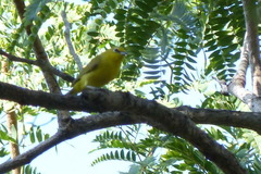 Zosterops senegalensis