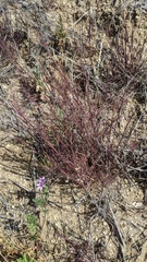 Muhlenbergia microsperma