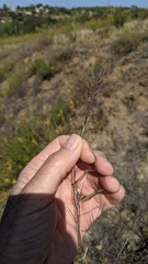 Muhlenbergia microsperma