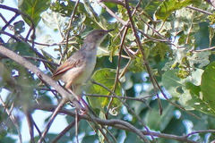 Cisticola cantans