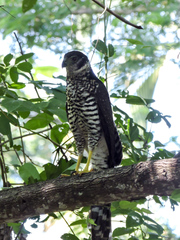 Micrastur semitorquatus