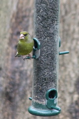Chloris chloris