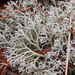 Gray Reindeer Lichen - Photo (c) Vitaly Charny, some rights reserved (CC BY-NC), uploaded by Vitaly Charny