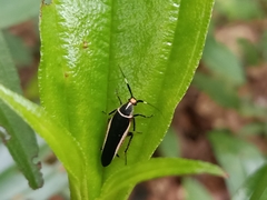 Hemithyrsocera histrio