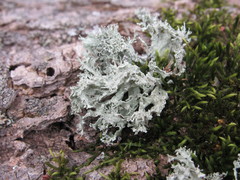 Ramalina europaea