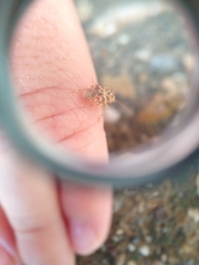 Tropidosteptes quercicola