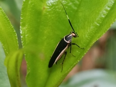 Hemithyrsocera histrio