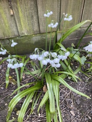 Allium paradoxum