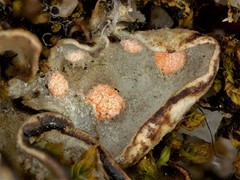 Illosporium carneum