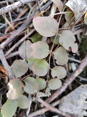 Lysimachia nummularia