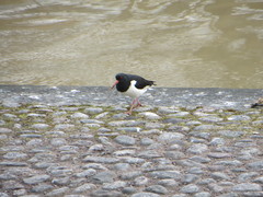 Haematopus ostralegus