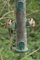 Carduelis carduelis