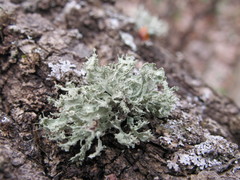 Ramalina europaea