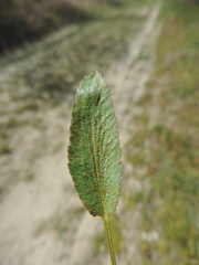 Puccinia sii-falcariae