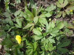 Ranunculus hispidus nitidus