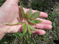 Ranunculus hispidus nitidus