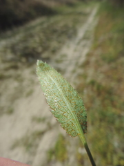 Puccinia sii-falcariae