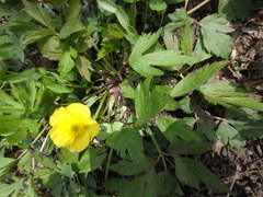 Ranunculus hispidus nitidus