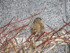 Passer domesticus
