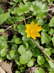 Ficaria verna