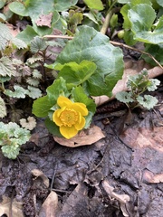 Caltha palustris