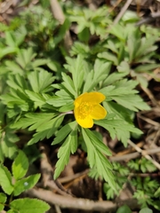 Anemonoides ranunculoides