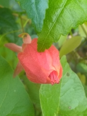 Pavonia punctata