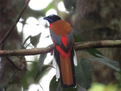 Harpactes duvaucelii