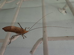 Pterochroza ocellata