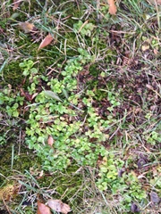 Veronica serpyllifolia serpyllifolia