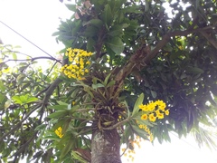 Dendrobium chrysotoxum