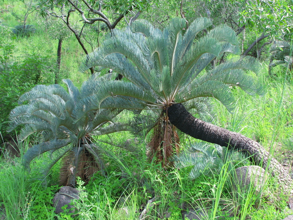 Cycas platyphylla