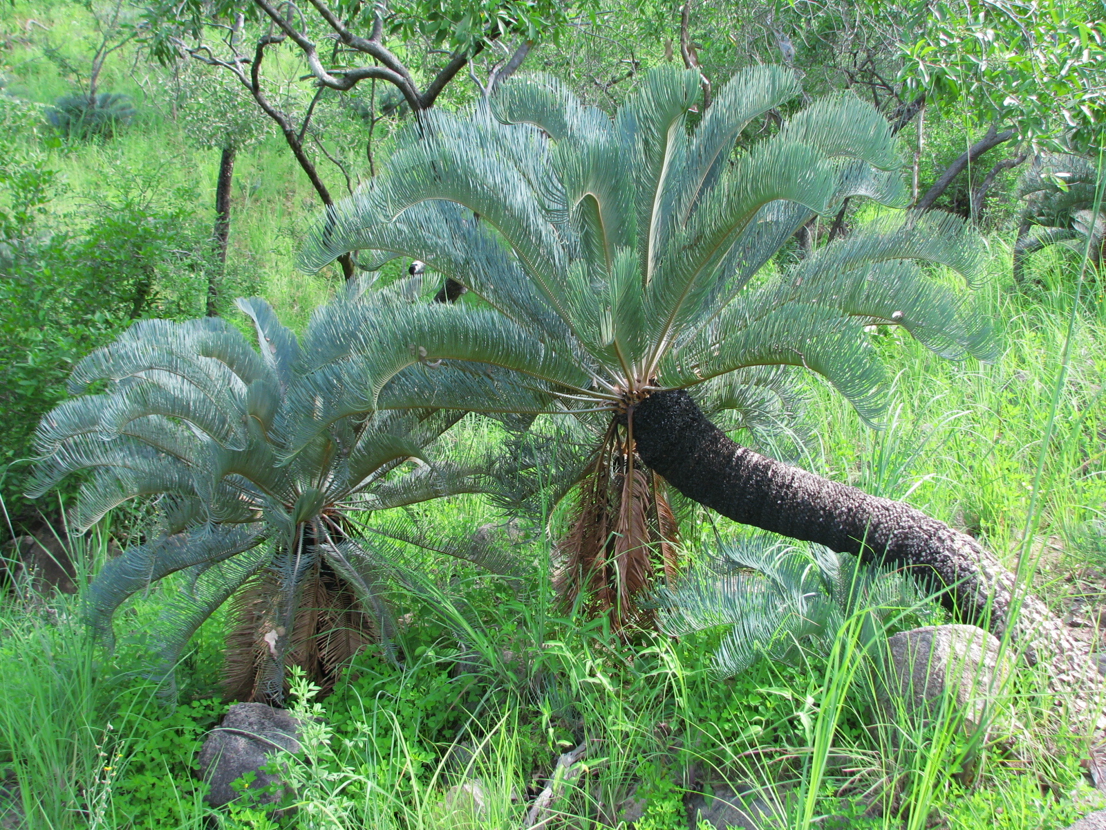 Cycas platyphylla