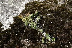 Carpobrotus virescens