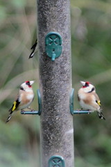 Carduelis carduelis
