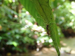 Ophiocordyceps humbertii