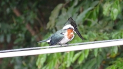 Chloroceryle amazona